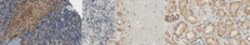 Acetyl Cortactin (Lys309) Rabbit anti-Monkey, Polyclonal, MilliporeSigma